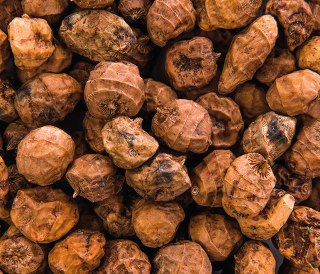 Tigriniai riešutai „Chufa de Valencia“ PDO