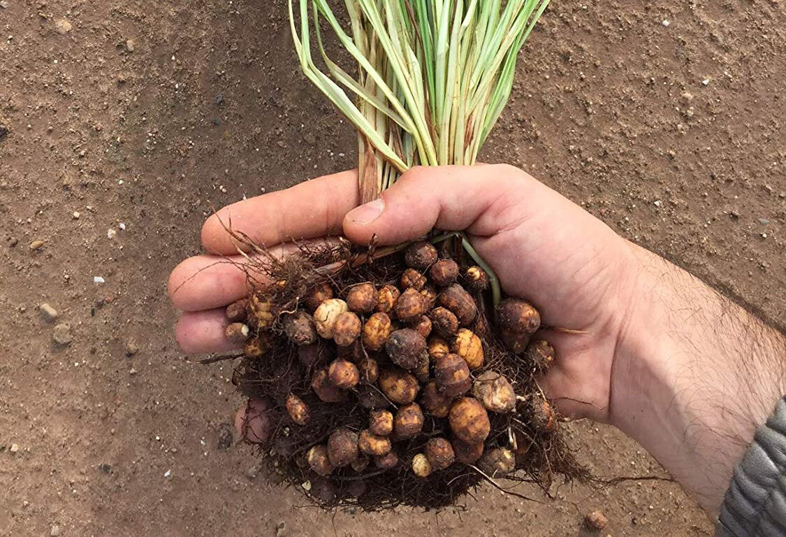 Kas per biesas tas tigrinis riešutas?